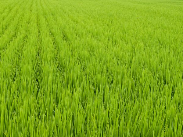 HAS Rice Pakistan white rice exports to East Africa